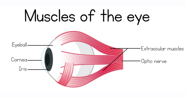 Eye Muscles