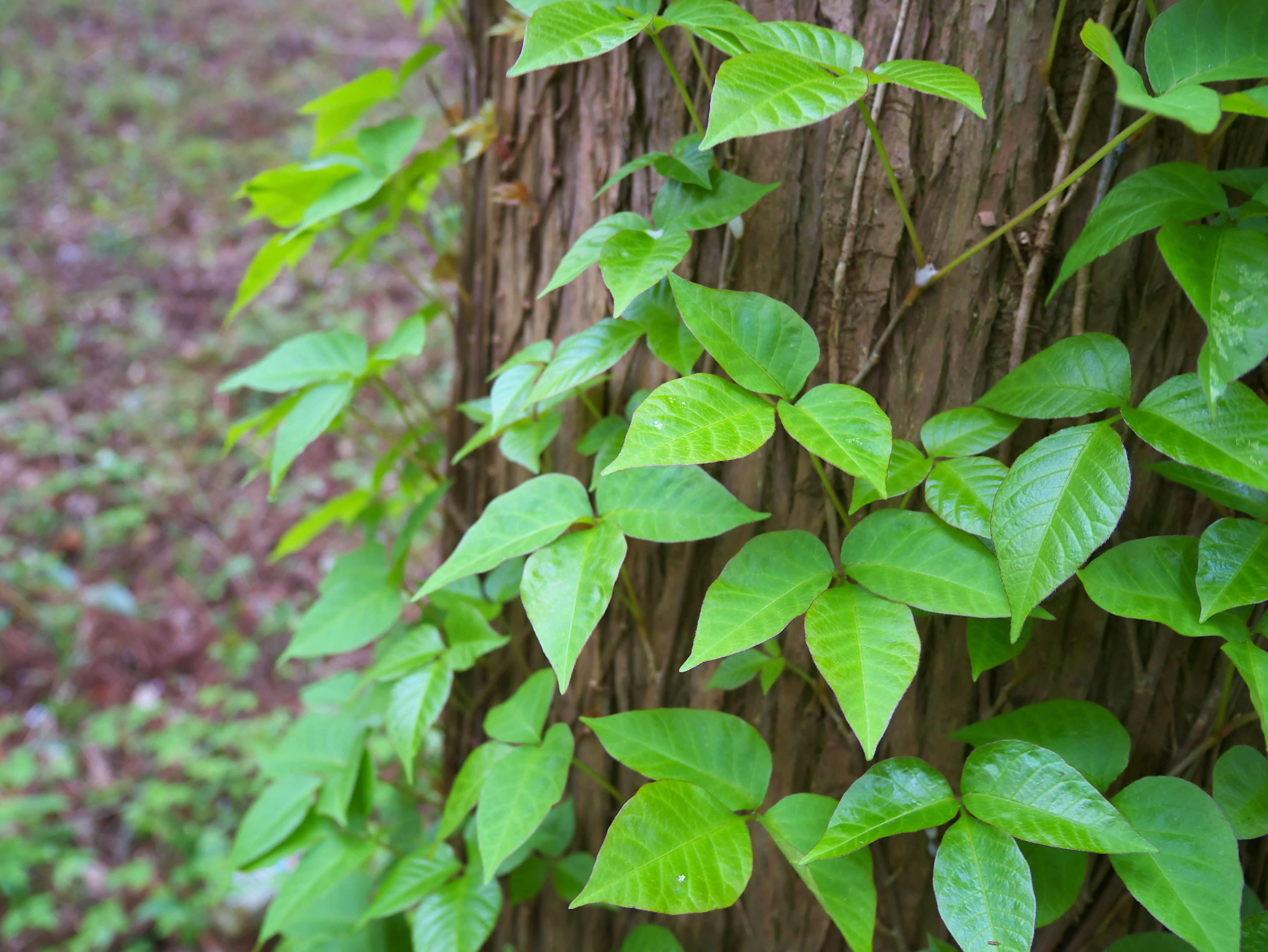 A picture of poison ivy with three, bright green leaves. 