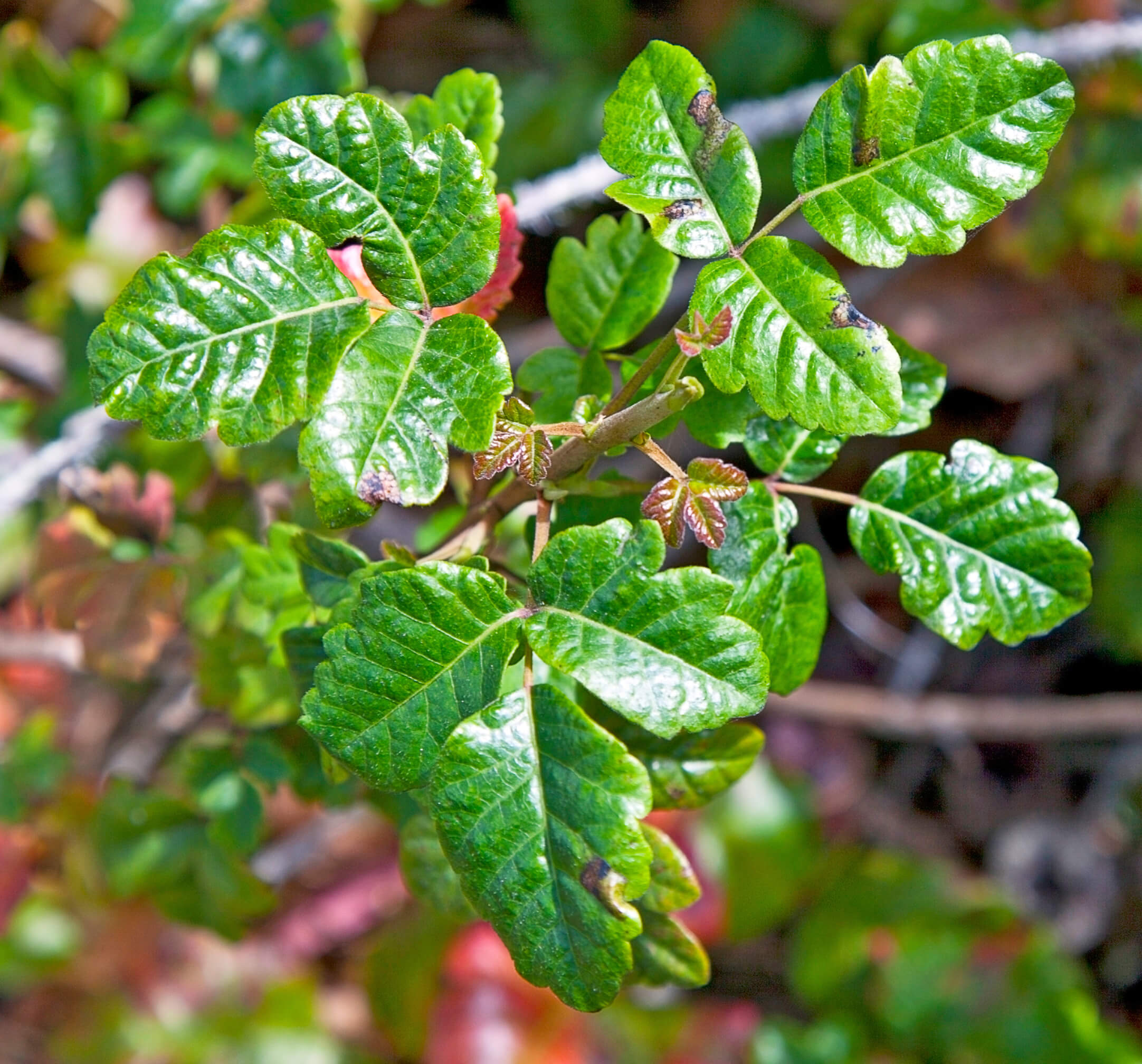 A picture of poison oak, which has shiny leaves of three with rugged edges.