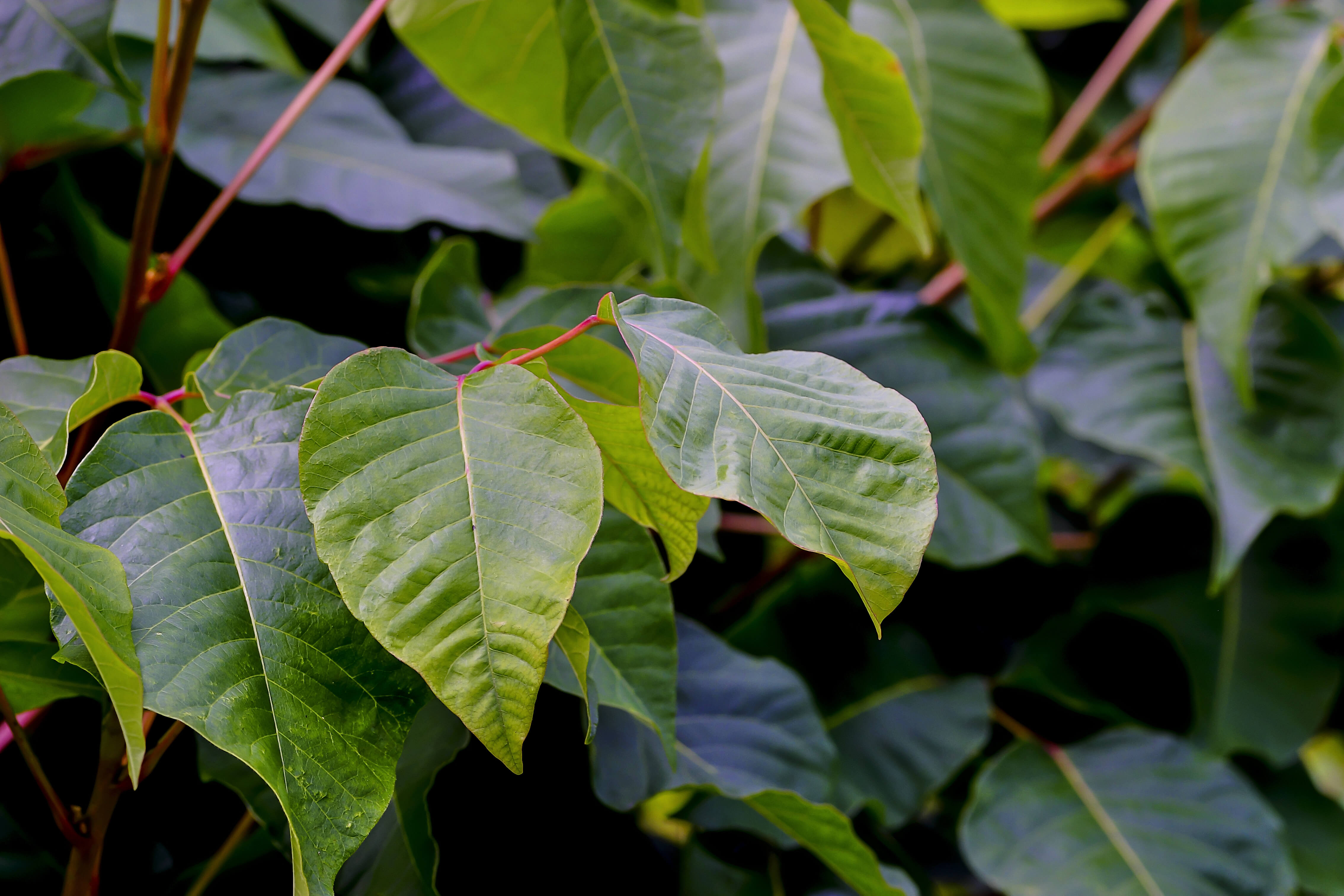 A picture of poison sumac that has a dark green shade to it and a red steam.
